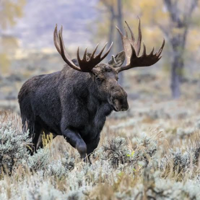 Chasse à l&#039;orignal 2024 : dernière semaine pour s&#039;inscrire au tirage