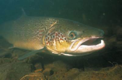 Pêche au saumon dans les eaux de la Couronne réservées : il est temps de s’inscrire