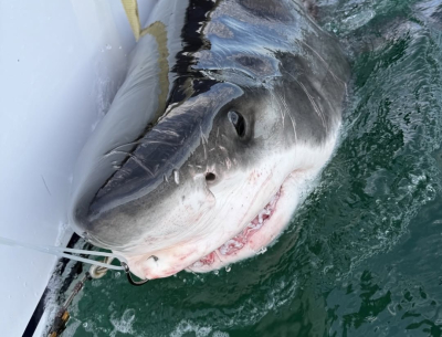 Un grand requin blanc se dirige vers Shippagan