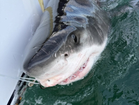 Un grand requin blanc se dirige vers Shippagan