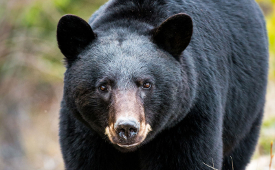 Présence d’ours noirs dans la réserve naturelle de la pointe Daly