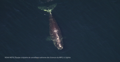 Une baleine noire de l’Atlantique Nord libérée