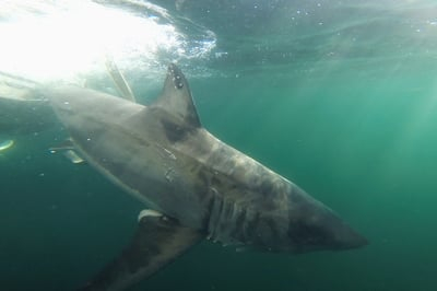 P&eacute;ninsule acadienne : pr&eacute;sence d&rsquo;un requin blanc