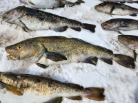 PA : un homme &eacute;pingl&eacute; pour braconnage